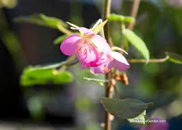 Image result for Dombeya burgessiae