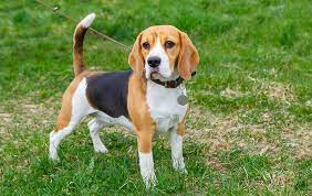 October 23rd, 2016 by silvia brown filed under: Beagle Names 285 Perfect Ideas Easy Checklist