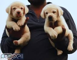 They are 9 weeks old, vaccinated, microchipped and have been regularly wormed since birth. Labrador Retriever Kci Puppies Available Kollam Free Classifieds
