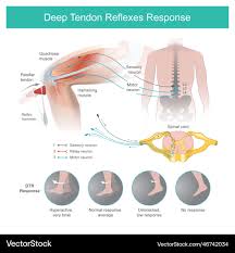 Image result for Reflex Exam