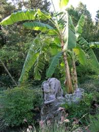 Ya des vieillards , ya des gamins y a des grandes forets de sapin il y a de la houle et du crachin. Il Neige Sur Mon Bananier Le Devoir