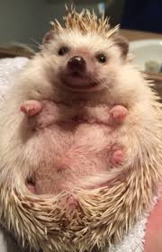 Pin By Karen Harrison On Hedgehogs Hedgehog Animal Cute Animal Pictures Baby Animals