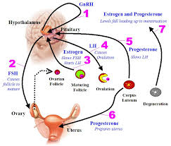 how hormonal changes affect fertility symptoms