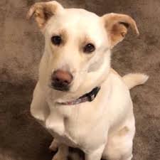 Fundraiser for Alyssa Rodriguez by M R : Ben's Medical Expenses