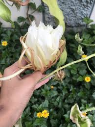 Image result for Oxypetalum