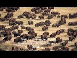 Bison At Standing Rock Meet Us At Standing Rock Youtube With Images American Bison Bison Standing Rock Protest