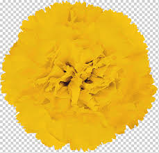 Flower Yellow Orange Rose Party Carnation Purple Blue White Png Klipartz 20 transparent png images related to yellow carnation. klipartz