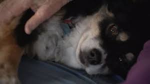 We did not find results for: Nashville Tennessee Dog Inherits 5 Million In Owner S Will Abc7 San Francisco