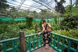 Hang out with thousands of butterflies in one of the world's largest such enclosures. Kuala Lumpur Butterfly Park Kuala Lumpur Malaysia Photos Map Tips For 2021