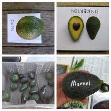 Avocado Varieties For Year Round Harvest Gardening Garden Diy Home Flowers Roses Nature Landscaping Horticulture Avocado Varieties Food Garden Avocado