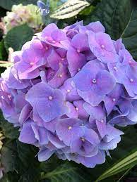 Chiangmal Flower Festival Hydrangea Peonies And Hydrangeas Beautiful Flowers Peonies