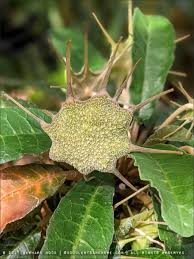 Image result for Dorstenia buchananii