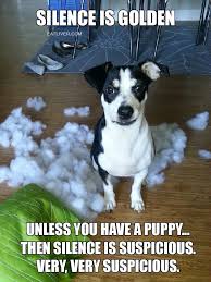 Silence Is Golden Funnydogshaming Cute Animal Memes Dog Shaming Funny Puppies