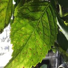 Common names of diseases, the american phytopathological society. Pdf Foliar Diseases Of Hydrangeas