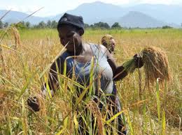 Image result for Oryza barthii