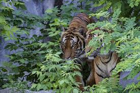 I learned so much by reading your article about them. Shallow Focus Photography Tigers Sumatran Tiger Tiger Predator Dangerous Zoo Animal Wildcat Pxfuel