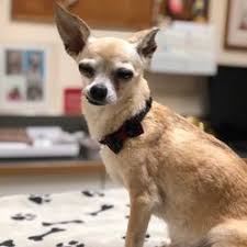 Celebrating our 24th year of professional care!! Pet Sitting In Campbell Yelp