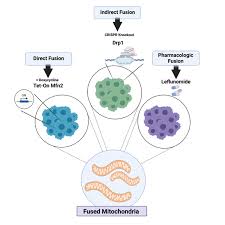 Models of mitochondrial fusion induction. KPC cells were genetically...