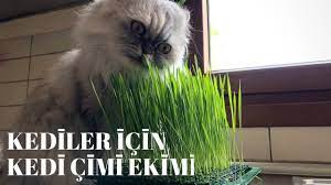 Hemen hemen her kedinin kedi çimi tüketirken nasıl da keyif aldığını, üstelik daha saksıdan kendine özel yetiştirilen bu çimleri yemesi için önüne koyduğunuzu görünce heyecanını. Kedi Bakimi Ve Sagligi Icin Kedi Cimi Yetistirilmesi Youtube