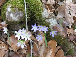 Spring forest scenery illinois royalty free stock images. Hepatica