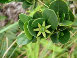 Image result for Cassipourea fanshawei