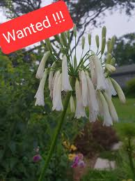 Image result for Agelanthus fuellebornii