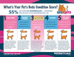 Obese Cat Chart Qmsdnug Org