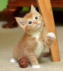 Ginger Family Gets A Second Chance At Life Mama Cat Cats Orange Cats