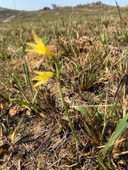 Image result for Cyrtanthus rhodesianus