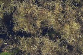 Image result for Wolffiella