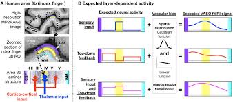 Human v1 is located on the medial side of the occipital lobe within the calcarine sulcus; Layer Specific Activation Of Sensory Input And Predictive Feedback In The Human Primary Somatosensory Cortex Science Advances
