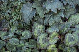 Image result for Begonia nyassensis