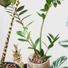 I Ve Converted This Zz Plant From Soil To Leca Because It Seemed To Have Trouble Being Watered Correctly It S Been Underwatered For Months Because The Soil Di