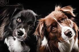 Pin On Pet Photography