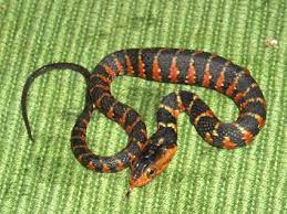 Florida Water Snakes Nice 15 25 Snake Reptiles And Amphibians Florida Water