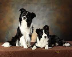 Border collie talk march 8, 2021 0. Home