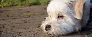 Those who come to oak creek small animal clinic often say that our client service representatives are the most helpful and kind group they have ever i called with a kitty emergency and they had me come right in. Adelaide Vet Clinic Cat Dog Small Pets Veterinary Specialists In Adelaide