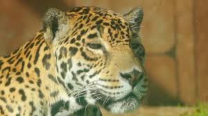 Cheetahs and leopards can be found throughout most of africa in isolated populations. Leopard Panthera Pardus Is One Of Five Big Cats In Genus Panthera It Is Member Of Family Felidae With Wide Range In Sub Saharan Africa And Parts Of Asia Stock Video C