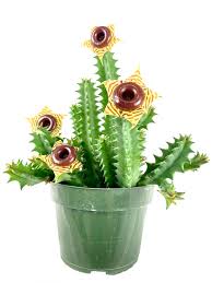 Image result for Huernia zebrina
