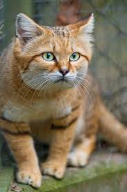 Bengal cat breeders in texas. Keeping Sand Cats As Pets