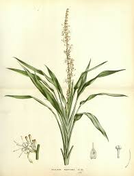 Image result for Dracaena aubryana