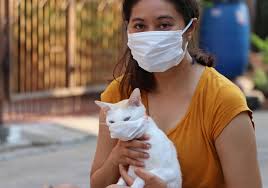 They are the 3rd most common tumor in cats, after skin and blood cancer. New Evidence Uncovered Of Human To Cat Transmission Of Covid 19 Coronavirus