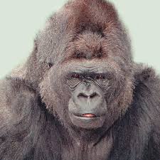 They like to see the beauty in all things and usually act shy when you first meet them. Communication The Gorilla Foundation