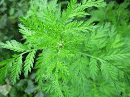 Image result for Dewildemania filifolia