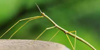 They often sit or even dangle among foliage and during the day move very little, often remaining motionless. Walking Sticks National Wildlife Federation