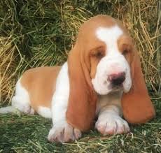 Basset hound puppies central texas. Puppyfinder Com Basset Hound Puppies Puppies For Sale Near Me In Texas Usa Page 1 Displays 10