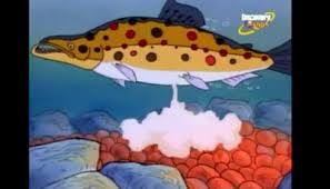 Here is a typical day at a fish hatchery. Fish