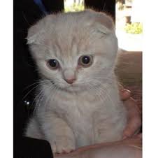 Find scottish folds for sale on oodle classifieds. Scottish Fold And Shorthair Kittens For Sale Perth Mundaring Perth Wa