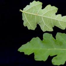 Image result for Ficus pygmaea