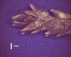 Image result for Echinochloa pyramidalis